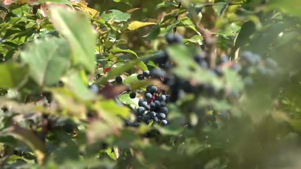 ブッシュで熟した果実 カメラをズームアップします — ストック動画