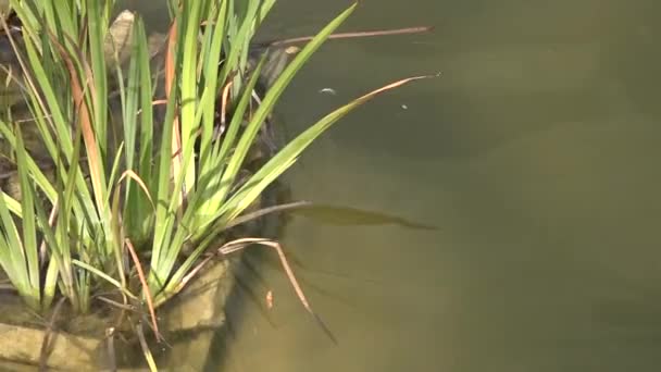 Fische Schwimmen Wasser — Stockvideo