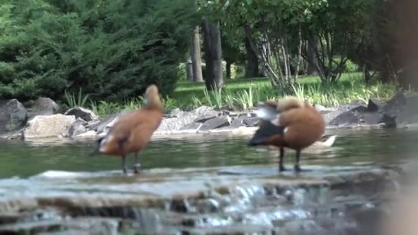 Ördekler Parkta Güzel Bir Havuzda Tüyler Fırça — Stok video