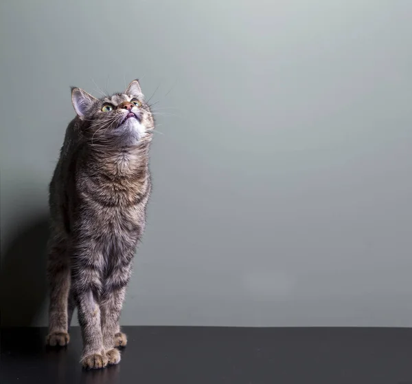 Kedi Ilgi Ile Örnek Alıyor — Stok fotoğraf