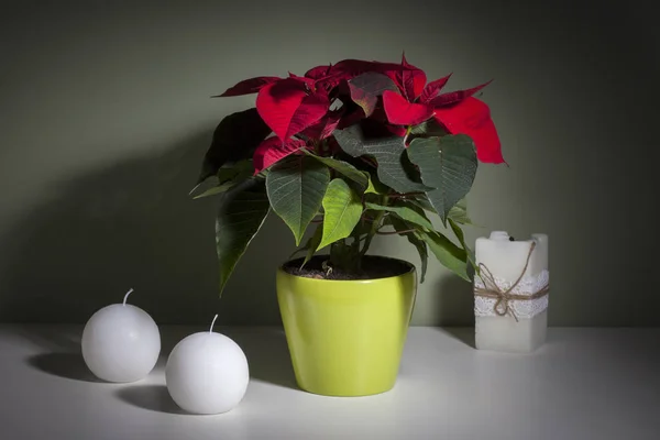 Fleur Noël Poinsettia Avec Décorations Sur Cheminée — Photo