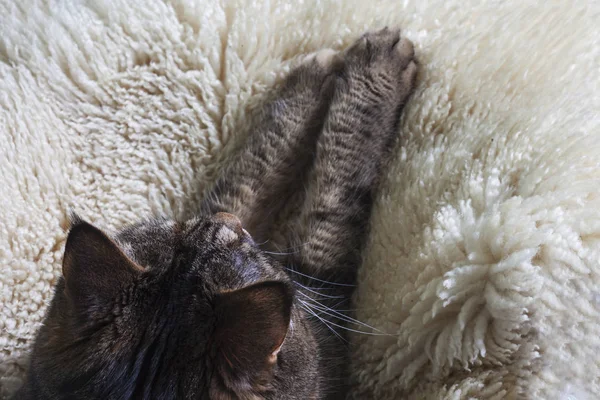 毛皮の絨毯の上の猫の足 上からの眺め — ストック写真