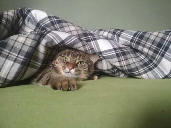 Kucing Itu Bersembunyi Sofa Bawah Selimut — Stok Foto