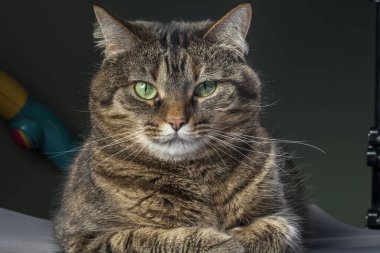 Ciddi gri çizgili kedi pencere pervazında yatıyor ve sana şüpheli bir gözle bakıyor ve beyaz bir kesinlikle kaplanmış. Geniş açı görüntüsünü kapat.