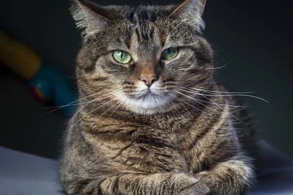 Grave Gato Rayado Gris Tendido Alféizar Ventana Mirándote Con Ojo —  Fotos de Stock