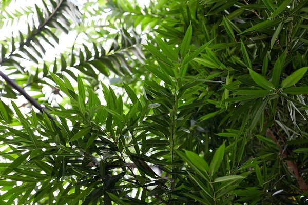 Tropical leaves in botanical garden — Stock Photo, Image