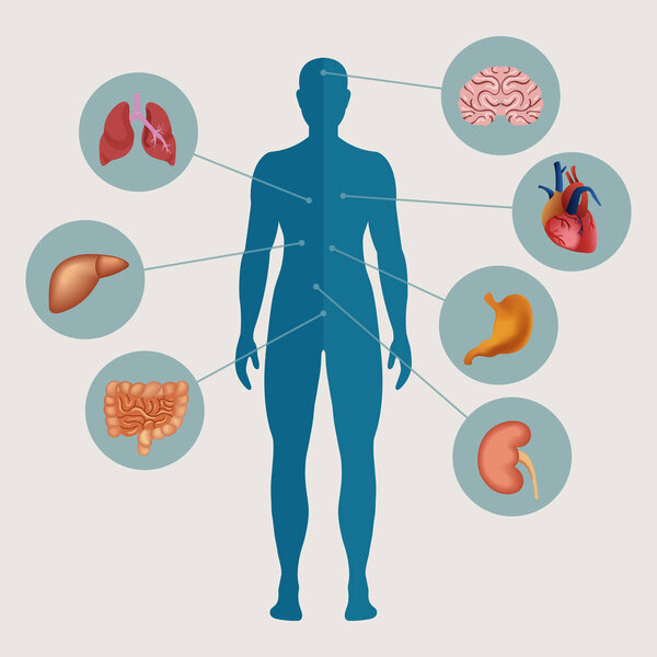 Human body with internal organs