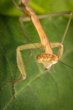 Çin peygamber devesi