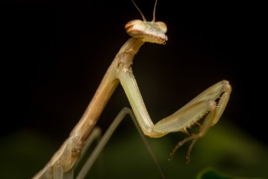 Çin peygamber devesi