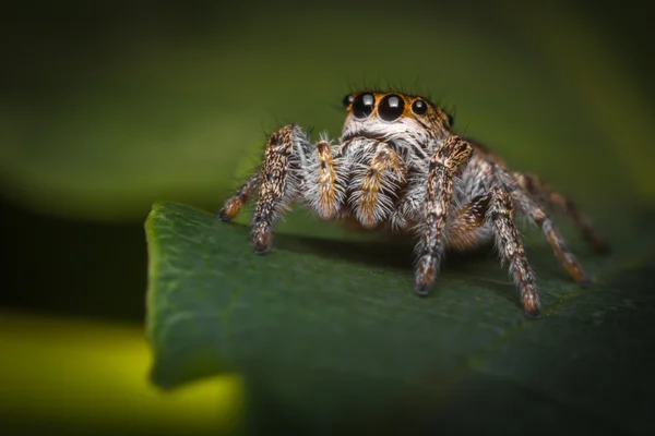 Springspinnen-Makro — Stockfoto