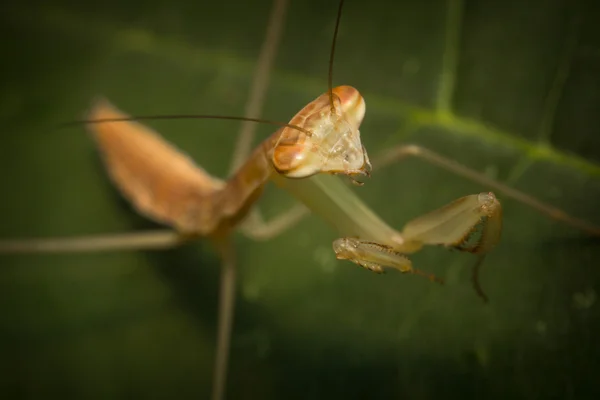 Kinesiska praying mantis — Stockfoto