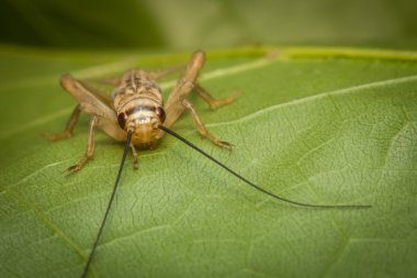 Besleyici House kriket