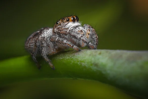 Macro aranha saltitante — Fotografia de Stock