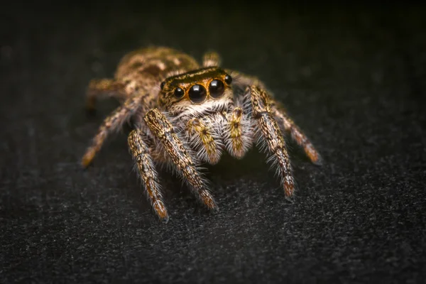 Skoki pająk makro — Zdjęcie stockowe