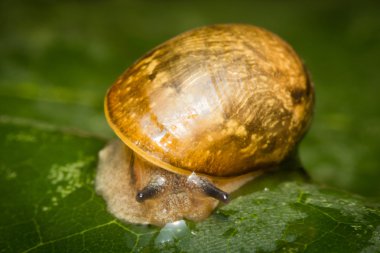 Bahçe salyangoz yaprak