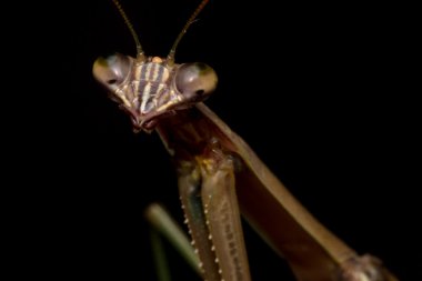 Çin peygamber devesi