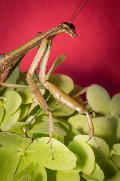 Kinesiska praying mantis — Stockfoto
