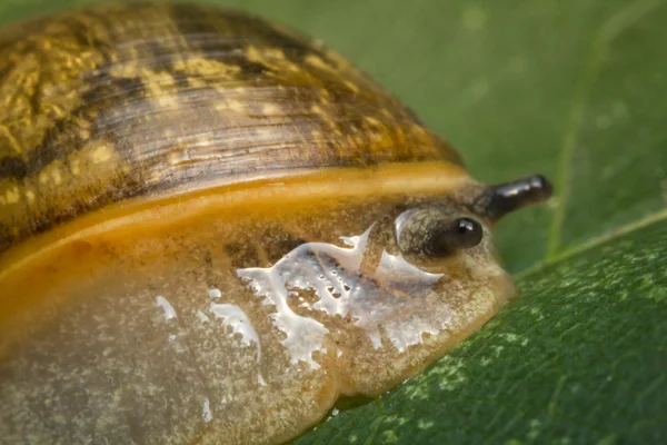 Feuille d'escargot de jardin — Photo