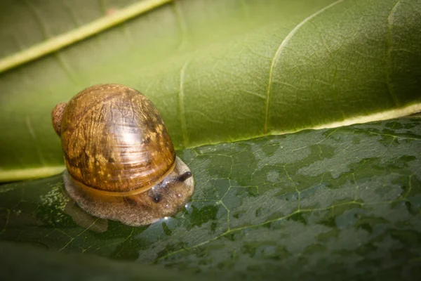 Feuille d'escargot de jardin — Photo