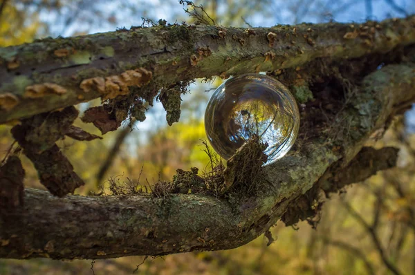 Sfera di cristallo Natura — Foto Stock