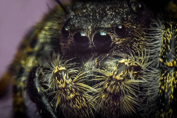 Jumping Spider Macro — Stock Photo, Image