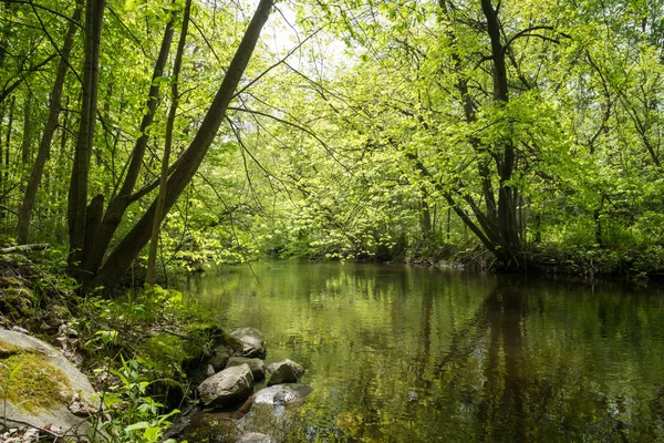 Beautiful Summer Stream — Stock Photo, Image