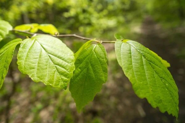 Yaz Closeup yaprakları