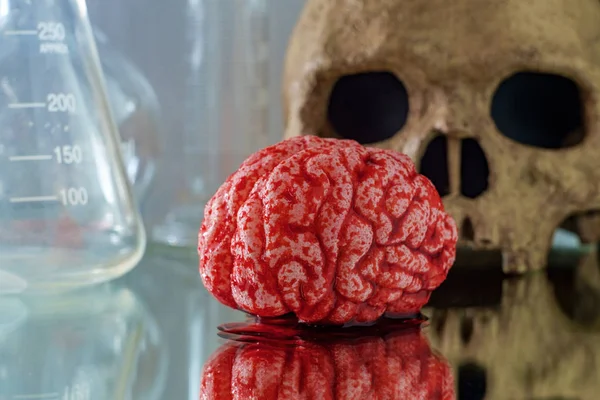 Science Human Brain Skull — 스톡 사진