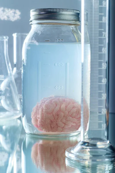Preserved Human Brain Jar — 스톡 사진