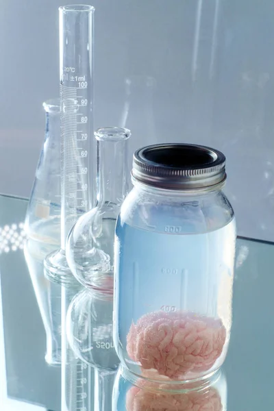 Preserved Human Brain Jar — 스톡 사진