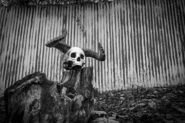 Halloween Crânio Demônio chifres — Fotografia de Stock