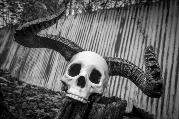 Halloween Skull Demon Horns — Stock fotografie