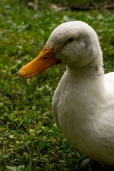 Adult American Pekin Ducks — Stock Photo, Image
