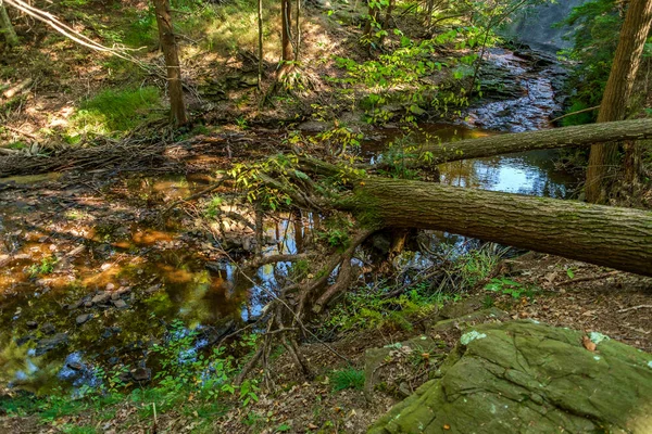 Autumn Nature Trail Stream — Stock fotografie