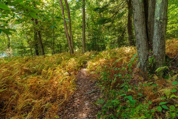 Trilha de natureza outono — Fotografia de Stock