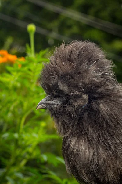 Blue Silkie Chicken — Fotografie, imagine de stoc