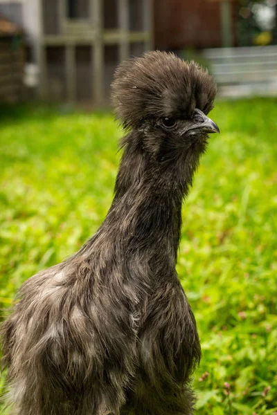 Blue Silkie Chicken — Fotografie, imagine de stoc