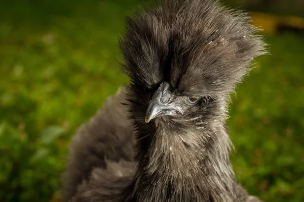 Blue Silkie Chicken — Stock Photo, Image