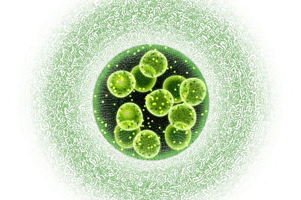 緑の単細胞クロレラ藻類顕微鏡概念的な3Dイラスト — ストック写真