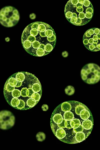 緑の単細胞クロレラ藻類顕微鏡概念的な3Dイラスト — ストック写真