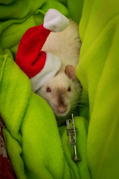 Fantaisie Siamois Rat Animal Compagnie Portant Noël Père Noël Chapeau — Photo