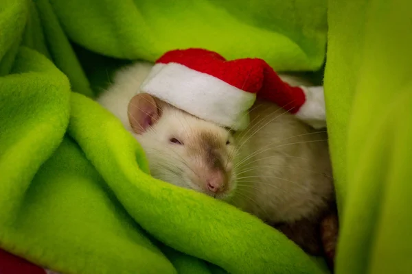 Phantasievolle Siamesische Haustierratte Mit Weihnachtsmannmütze — Stockfoto