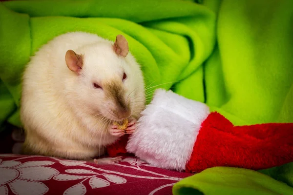 Fancy Pet Siamese Rat Christmas Theme Stocking — Stockfoto