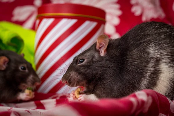 Fancy Pet Ratten Weihnachtsthema Mit Geschenk Dose — Stockfoto