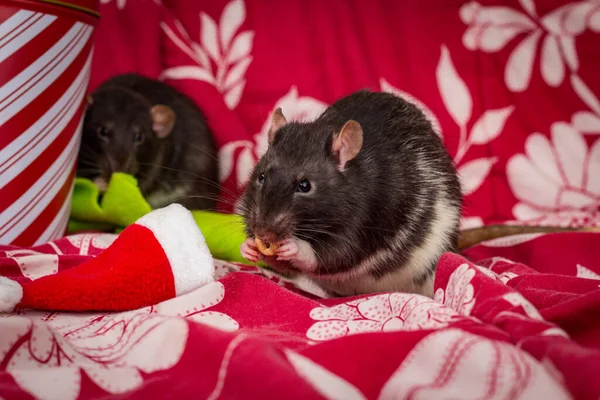 Fantasía Mascota Rata Negra Tema Navidad Con Sombrero Santa Claus —  Fotos de Stock