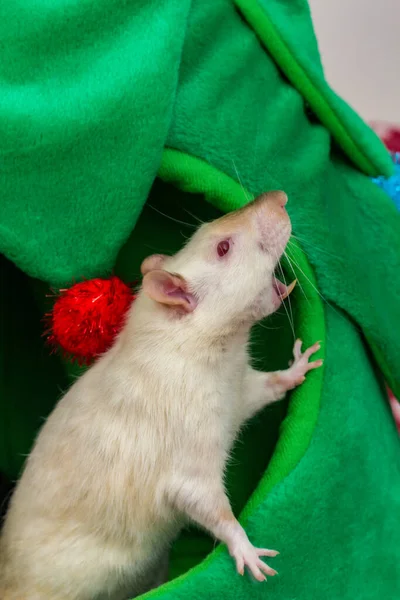 Silly Fancy Pet Rat Yawning Chowing Teeth Christmas Tree Bed — Stockfoto