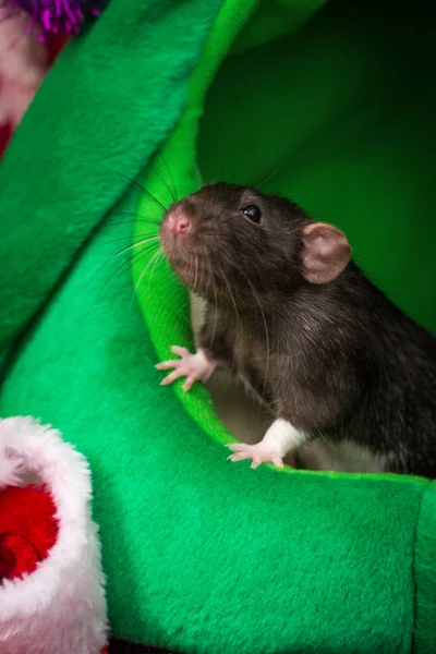 Fantasía Rata Mascota Negro Con Orejas Dumbo Triste Navidad —  Fotos de Stock