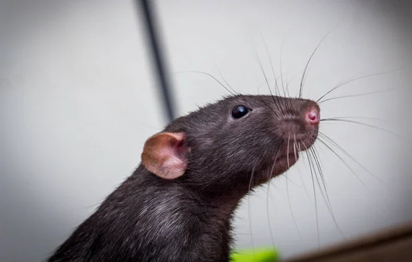 Phantasievolles Dumbo Ohr Haustier Schwarze Ratte Erkundet Sofa Drinnen — Stockfoto