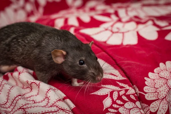 Fantasía Dumbo Oído Mascota Negro Rata Explorar Sofá Interiores —  Fotos de Stock