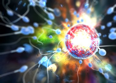 Doğurgan bir insan yumurtasını üç boyutlu dijital resimle döllemek için sperm yarışı.